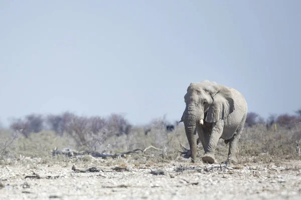 Wild along elephant — Stock Photo, Image