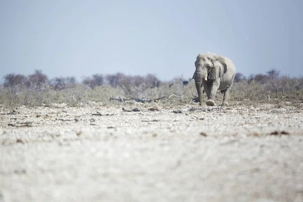 Vilda längs elefant — Stockfoto