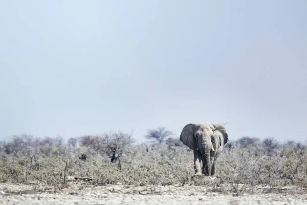 Vilda längs elefant — Stockfoto