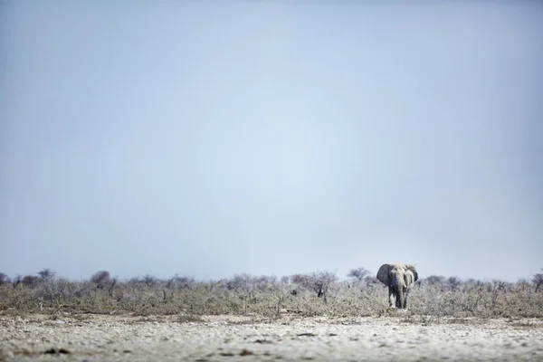 Vilda längs elefant — Stockfoto