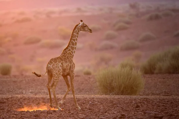 Жираф идет через пустыню — стоковое фото