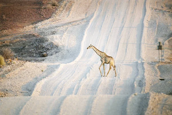 在非洲的野生长颈鹿 — 图库照片