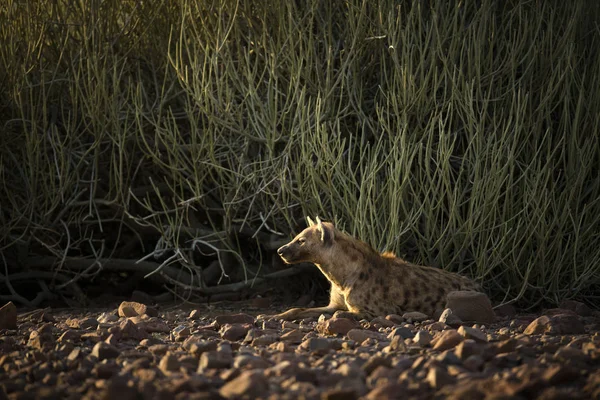 Hyena relaxes on ground — Stock Photo, Image