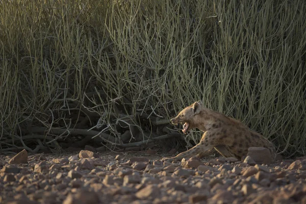 Hyena relaxuje na zem — Stock fotografie