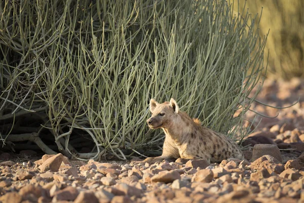 Hyena relaxuje na zem — Stock fotografie