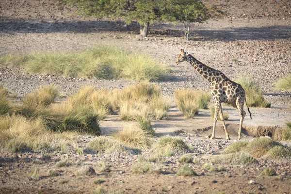 Girafa selvagem na África — Fotografia de Stock