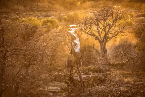 Baum steht am Wasserfall — Stockfoto