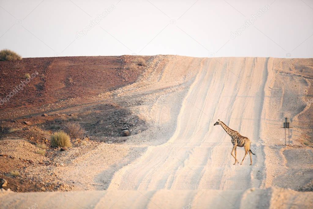 Wild Giraffe in Africa 