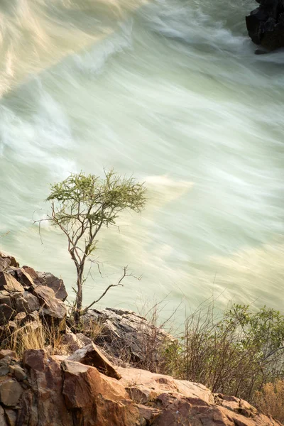 Träd står vid vattenfall — Stockfoto