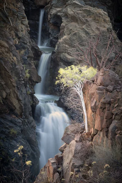 Baum steht am Wasserfall — Stockfoto