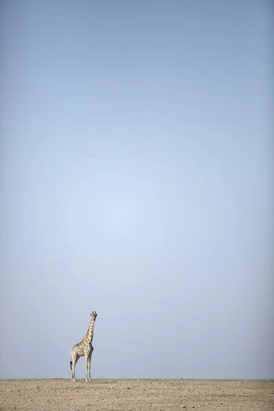 Jirafa caminando por el desierto — Foto de Stock
