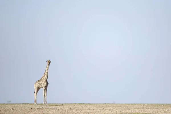 Giraffa che cammina nel deserto — Foto Stock