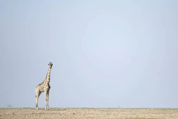 Jirafa caminando por el desierto — Foto de Stock