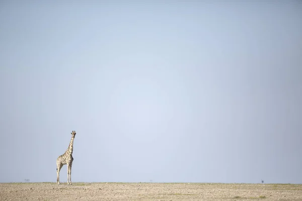 Jirafa caminando por el desierto —  Fotos de Stock