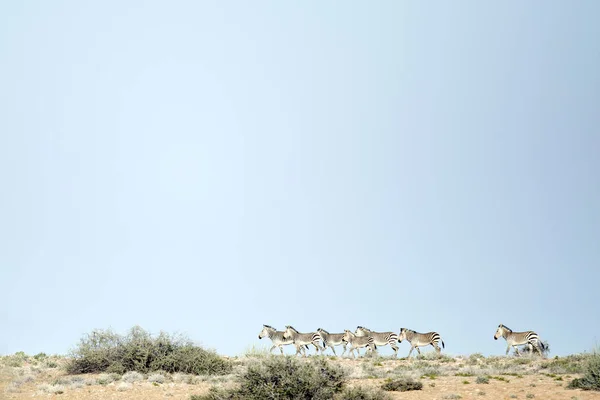 Красивые дикие зебры — стоковое фото