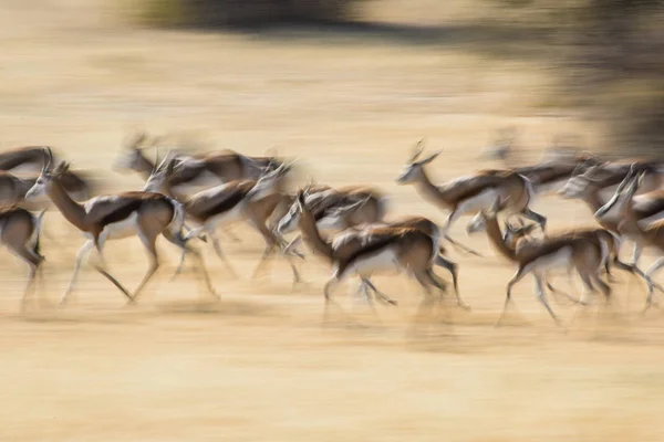 在国家公园的野生羚羊 — 图库照片