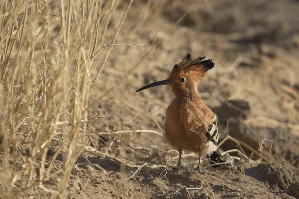 Beautiful wild bird — Stock Photo, Image