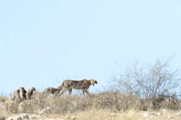 Leoaprds hunting in Kalahari — Stock Photo, Image