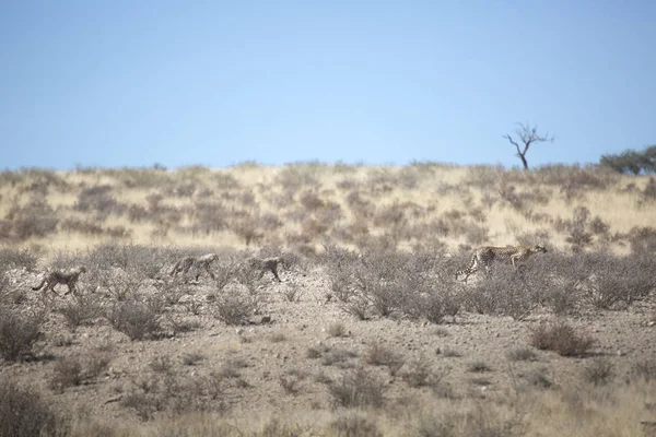 Leoaprds полювання в Калахарі — стокове фото