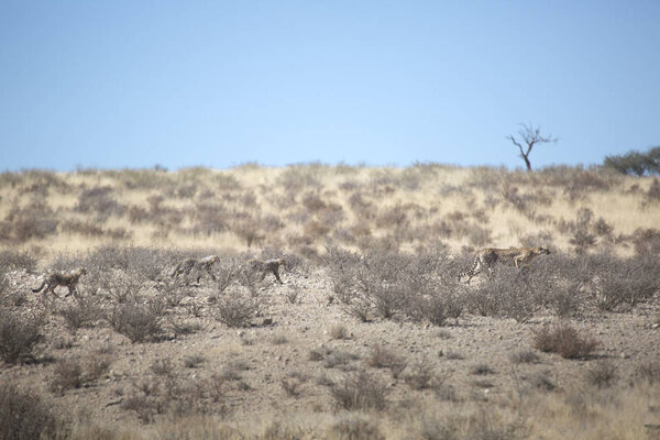 leoaprds hunting in Kalahari