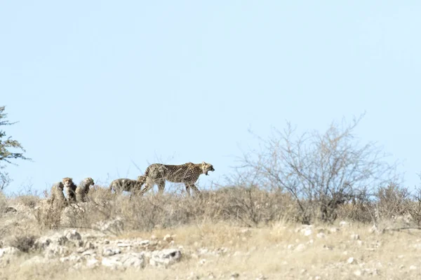 Caza de leoaprdos en Kalahari —  Fotos de Stock