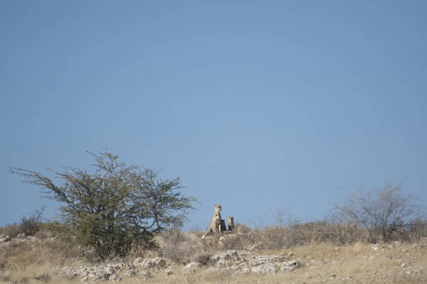 Leoaprds polowania w Kalahari — Zdjęcie stockowe
