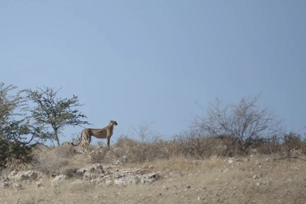 Caza de leoaprd en Kalahari —  Fotos de Stock
