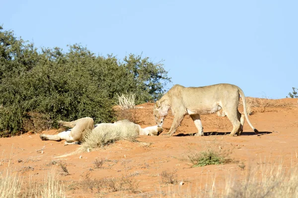 Bellissimi leoni selvatici — Foto Stock