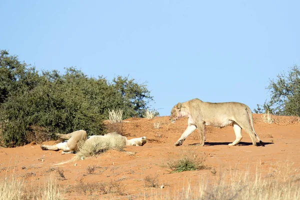 Beautiful wild lions — Stock Photo, Image