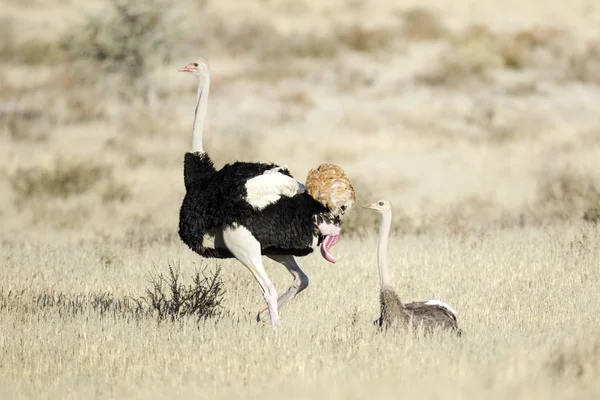 Accoppiamento Coppia struzzo — Foto Stock