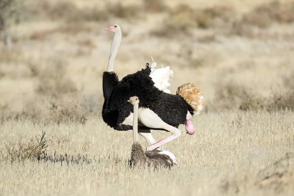 ダチョウのペアを交配 — ストック写真