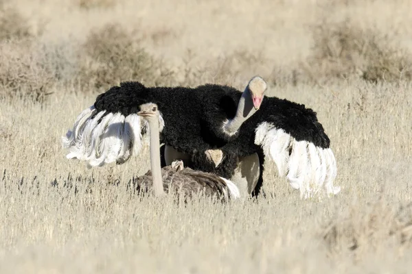 Mating Ostrich pair — Stock Photo, Image