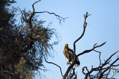 ağaç üzerinde sarımsı kahverengi kartal