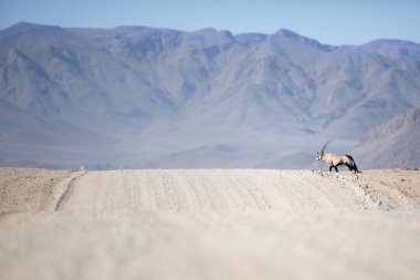 Vahşi Afrika antilobu antilop
