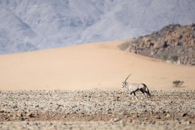 Vahşi Afrika antilobu antilop