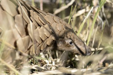 Pangolin karıncalar için arama