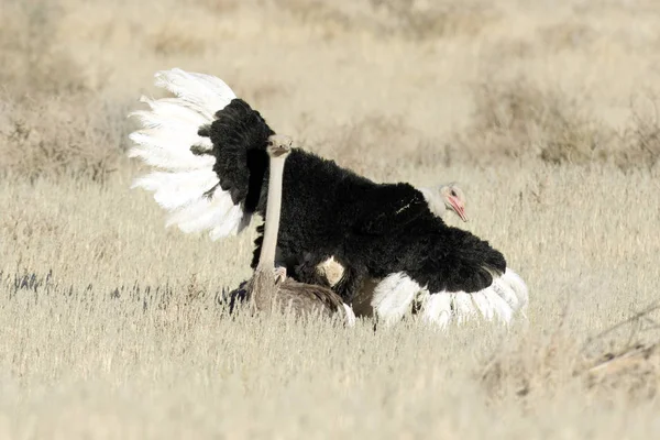 Mating Ostrich pair — Stock Photo, Image