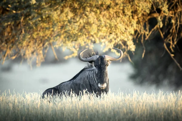 Antilope sauvage dans le parc national — Photo