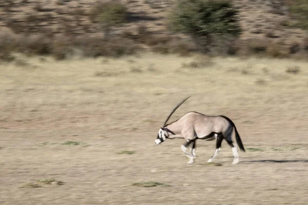 Antilope di orice selvatico — Foto Stock