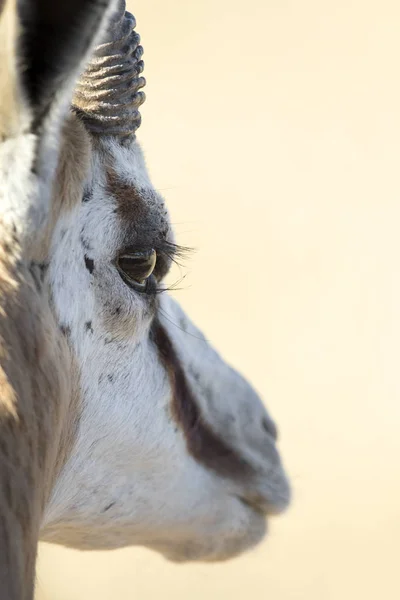 Wild antelope in  national park — Stock Photo, Image