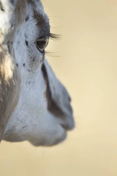 Wilde Antilope im Nationalpark — Stockfoto