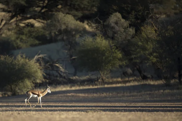 Wild antelope in nationaal park — Stockfoto