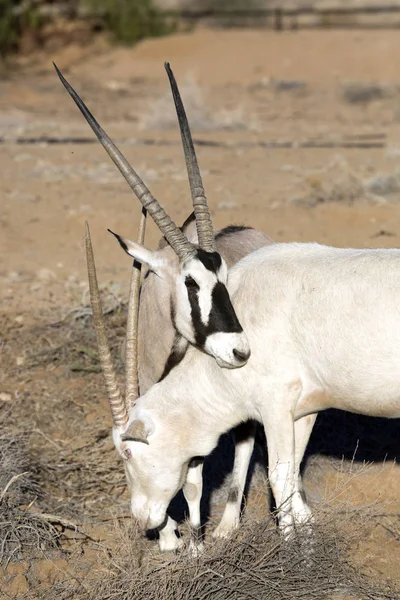 Wild oryx antelopes — Stock Photo, Image