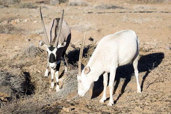 Antylopy oryx dziki — Zdjęcie stockowe