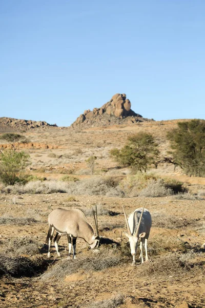 Wild oryx antelopes — Stock Photo, Image
