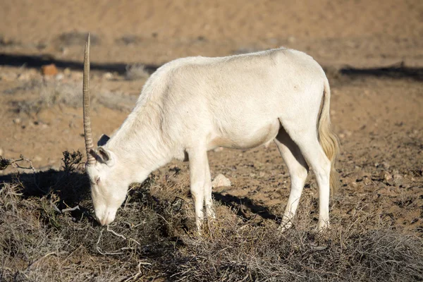 Дикі oryx антилопи — стокове фото