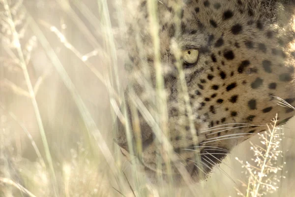 Leopardo de caza silvestre — Foto de Stock