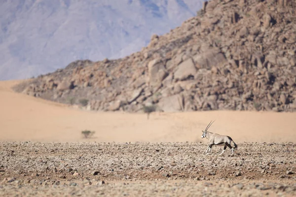 Wild oryx antilopa — Stock fotografie