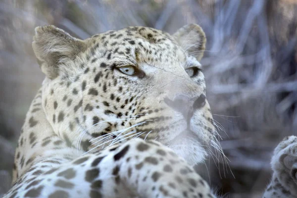 Leopardo de caza silvestre —  Fotos de Stock