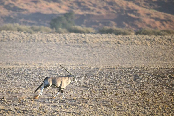 Wilde Oryxantilope — Stockfoto